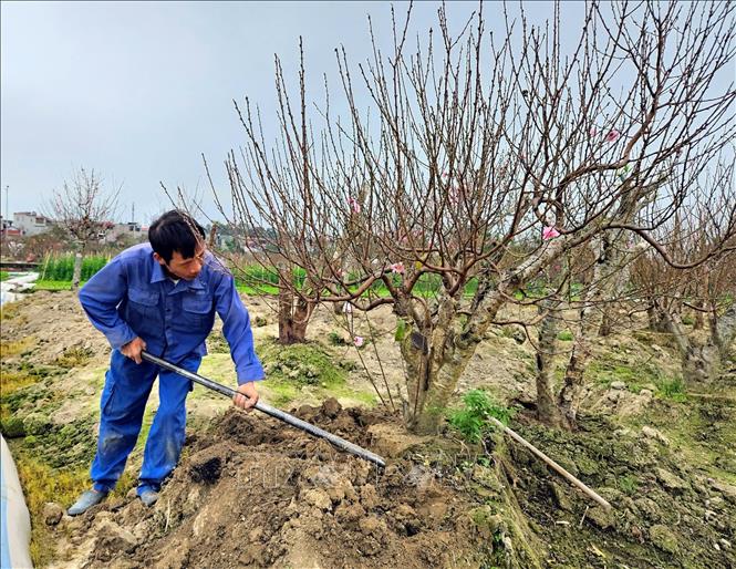 Người trồng đào đánh cây để giao cho khách chơi Tết. Ảnh: Đồng Thúy-TTXVN