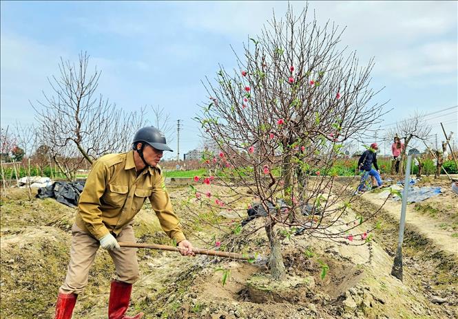 Người trồng đào đưa cây ra khỏi ruộng để giao cho khách mua dịp Tết Nguyên đán. Ảnh: Đồng Thúy-TTXVN