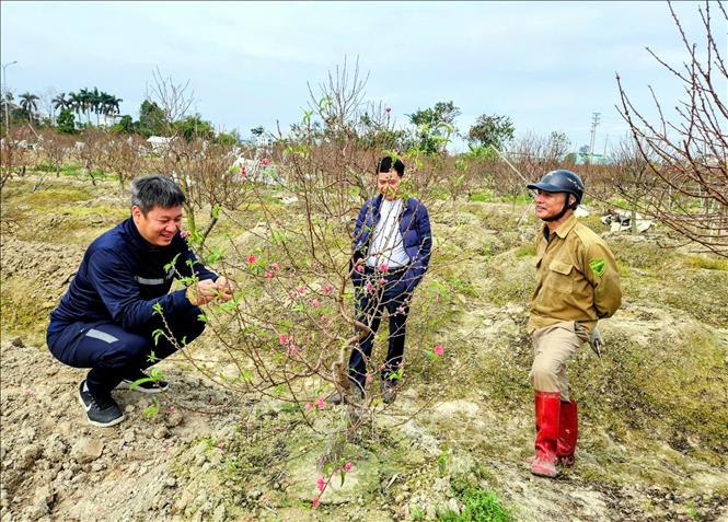 Khách hàng tham quan, lựa chọn đào tại các vườn đào trên địa bàn tỉnh Bắc Ninh những ngày cận Tết. Ảnh: Đồng Thúy-TTXVN