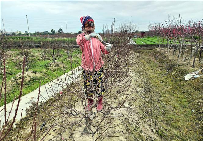 Nông dân tỉa cành, chăm sóc đào nhằm bảo đảm cây ra hoa đúng dịp Tết. Ảnh: Đồng Thúy-TTXVN