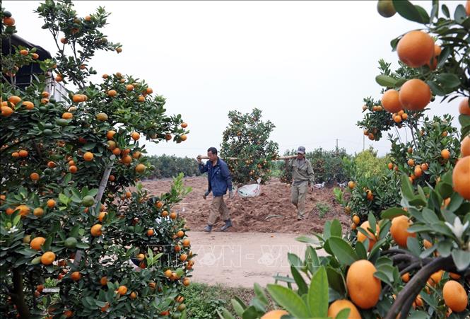 Gia đình ông Bùi Văn Bảy ở thôn Phù Đình, xã Mễ Sở có 1000 cây quất cảnh chuẩn bị cung ứng ra thị trường. Ảnh: Trần Việt - TTXVN