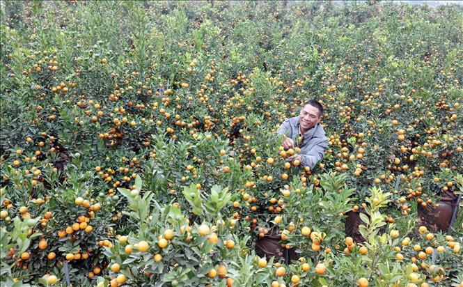 Gia đình anh Nguyễn Đức Dư vay vốn ưu đãi cải tạo 8 sào vườn trồng quất cho hiệu quả tốt. Ảnh: Trần Việt - TTXVN