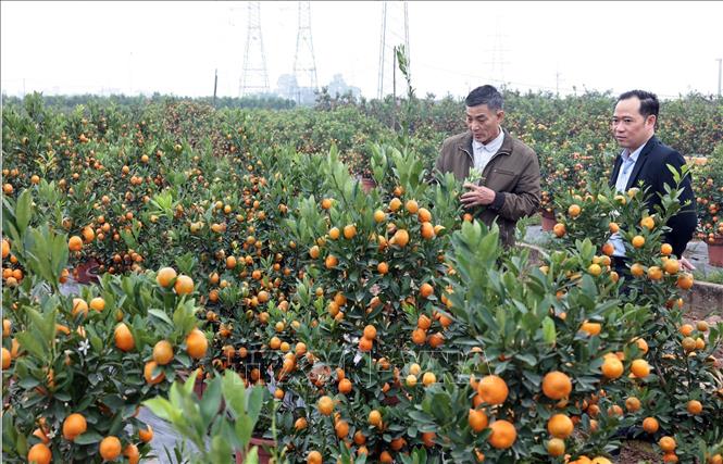 Vốn vay ưu đãi giúp gia đình ông Nguyễn Văn Đễ ở thôn Xóm Trong, xã Mễ Sở, có điều kiện chăm sóc vườn quất cảnh tốt hơn. Ảnh: Trần Việt - TTXVN