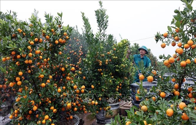 Chăm sóc quất cảnh ở làng nghề cây cảnh Thắng Lợi, xã Mễ Sở, Hưng Yên. Ảnh: Trần Việt - TTXVN
