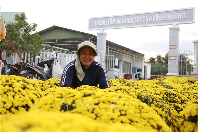 Nụ cười của chị Liên, phường Tây Nha Trang, tỉnh Khánh Hòa bán hoa cúc Ninh Giang sau những khó khăn do mưa lũ hồi tháng 11/2025 gây ra. Ảnh: Phan Sáu - TTXVN
