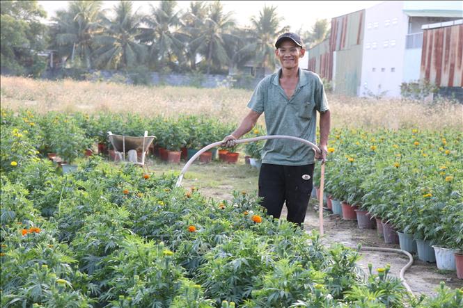 Anh Đình Đình Hoàng, vui mừng hoa cúc vạn thọ được giá, có đủ chi phí sắm sửa ngày Tết sau những khó khăn do mưa lũ. Ảnh: Phan Sáu - TTXVN