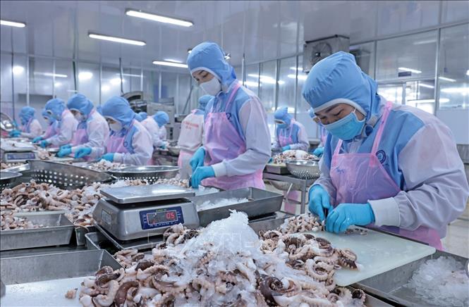 Processing seafood for export to Japan at the Huy Nam Company in the Mekong Delta province of An Giang. VNA Photo: Trần Việt