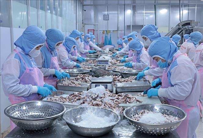 Processing seafood for export to Japan at the Huy Nam Company in the Mekong Delta province of An Giang. VNA Photo: Trần Việt