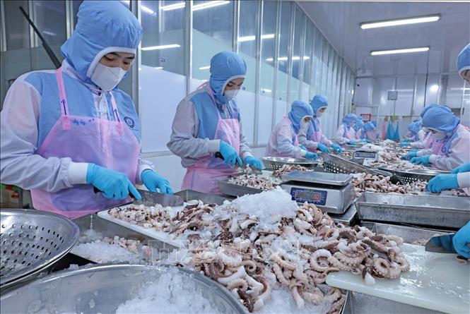 Processing seafood for export to Japan at the Huy Nam Company in the Mekong Delta province of An Giang. VNA Photo: Trần Việt