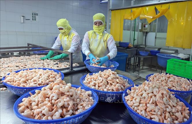 Processing seafood for export to Japan at the Huy Nam Company in the Mekong Delta province of An Giang. VNA Photo: Trần Việt