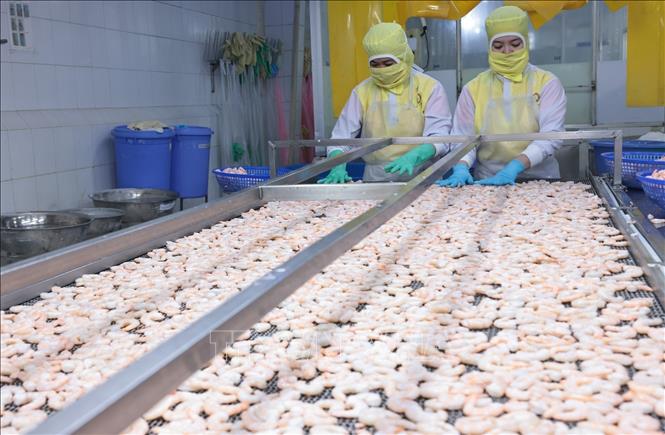 Processing seafood for export to Japan at the Huy Nam Company in the Mekong Delta province of An Giang. VNA Photo: Trần Việt