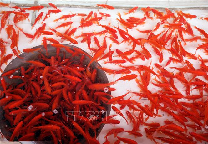 Cá chép đỏ sau khi thu hoạch được chuyển vào bể xi măng, sục oxy để bảo đảm sức khỏe trước khi được vận chuyển cung ứng cho thị trường. Ảnh: Tạ Toàn - TTXVN