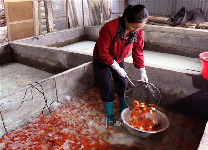 Hoạt động thu gom, vận chuyển cá diễn ra khẩn trương nhằm kịp cung ứng cho các tỉnh, thành phố phía Bắc. Ảnh: Tạ Toàn - TTXVN