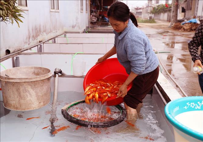 Chị Nguyễn Thị Hoa, khu Đồng Minh, xã Tiên Lương, lựa chọn những con cá đạt tiêu chuẩn trước khi xuất bán. Ảnh: Tạ Toàn - TTXVN