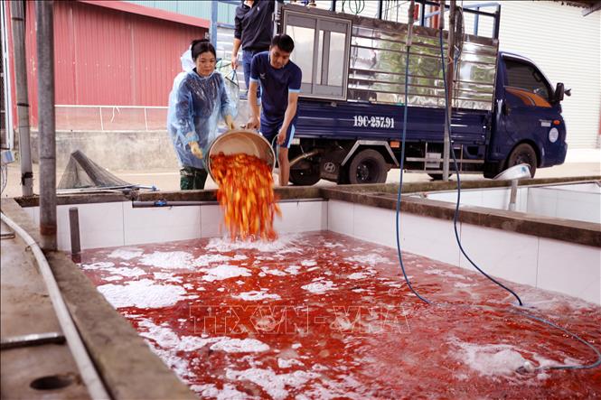Khu vực bể chứa cá chép đỏ tại làng Thủy Trầm được thay nước thường xuyên, bảo đảm môi trường sạch cho cá sinh trưởng. Ảnh: Tạ Toàn - TTXVN
