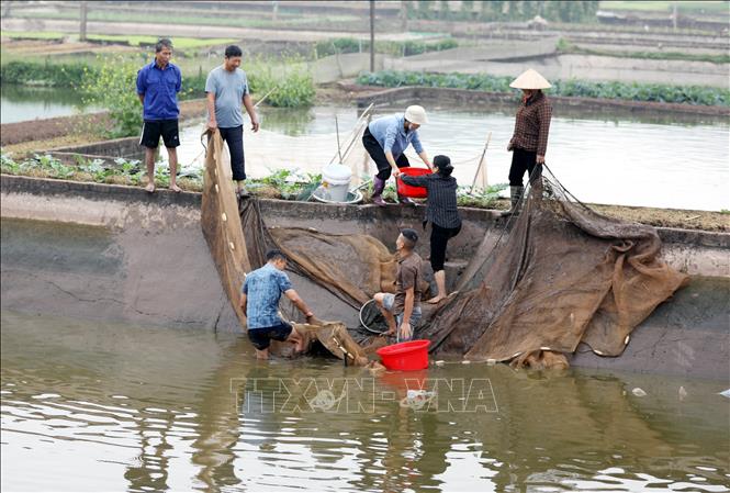 Thu hoạch cá chép đỏ trong những ngày cận lễ 23 tháng Chạp. Ảnh: Tạ Toàn - TTXVN