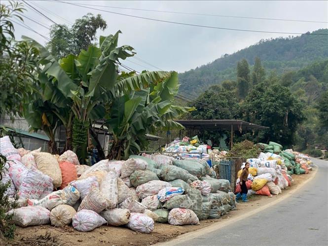 Những bao tải dong riềng chất đống chờ được tiêu thụ tại xã Nguyễn Huệ (Cao Bằng). Ảnh: Quốc Đạt - TTXVN