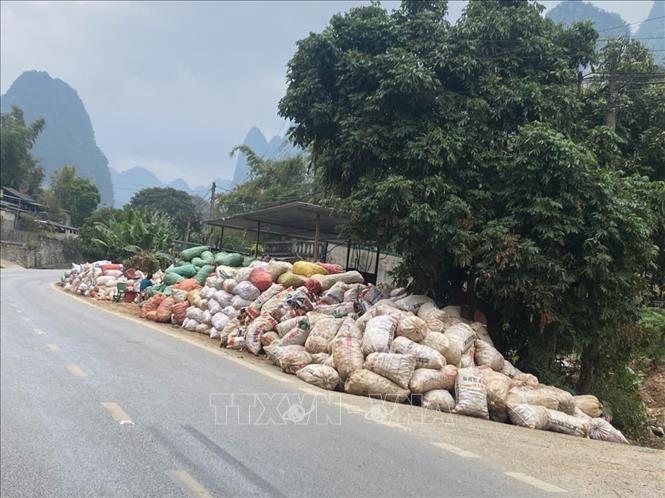 Những năm trước, thời điểm này người dân đã bán hết dong riềng củ, chuẩn bị cho một vụ trồng mới, tuy nhiên năm nay, vẫn còn rất nhiều dong tồn, chưa bán được. Ảnh: Những bao tải củ dong chất đống ven đường ở xã Nguyễn Huệ. Ảnh: Quốc Đạt - TTXVN
