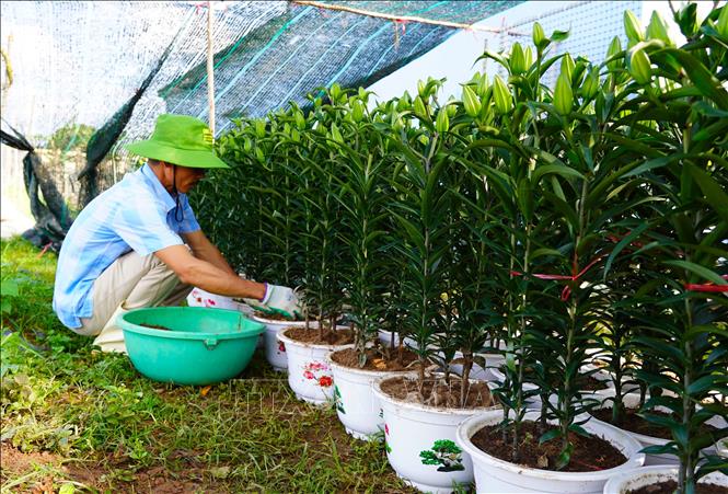 Các luống hoa được theo dõi sát sao, chủ động phòng trừ sâu bệnh, cắt nhánh, tỉa cành, chăm chút cho từng bông hoa trong công đoạn cuối cùng trước khi xuất vườn để cung cấp cho thị trường. Ảnh: Thanh Thuỷ-TTXVN                                                             