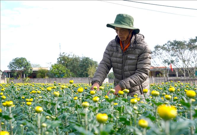 Ông Nguyễn Quang Huyên chăm sóc vườn hoa cúc cung ứng thị trường Tết Nguyên đán. Ảnh: Thanh Thuỷ-TTXVN                             