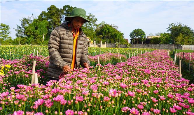Ông Nguyễn Quang Huyên ở thôn 3, xã Nam Trạch trồng và chăm sóc khoảng 40.000 cây và cành hoa, sau khi trừ chi phí, gia đình dự kiến lãi khoảng 60 triệu đồng. Ảnh: Thanh Thuỷ-TTXVN