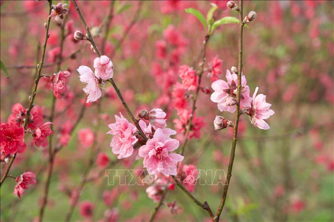 Gần 500 gốc đào của gia đình ông Nguyễn Hữu Khiều, xã Nam Trạch thất thu do nở từ đầu tháng Chạp. Ảnh: Thanh Thuỷ-TTXVN 