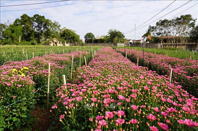 Các loại hoa ở Lý Trạch được thị trường trong và ngoài tỉnh ưa chuộng bởi sự đa dạng về chủng loại, độ bền cao. Ảnh: Thanh Thuỷ-TTXVN                              