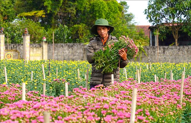 Ông Nguyễn Quang Huyên ở thôn 3, xã Nam Trạch trồng và chăm sóc khoảng 40.000 cây và cành hoa, sau khi trừ chi phí, gia đình dự kiến lãi khoảng 60 triệu đồng. Ảnh: Thanh Thuỷ-TTXVN