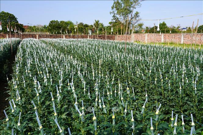 “Thủ phủ” hoa Lý Trạch có gần 300 hộ với tổng diện tích 50 ha trồng hoa quanh năm. Ảnh: Thanh Thuỷ-TTXVN                               