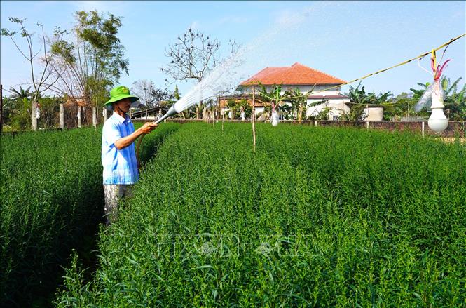 Ông Nguyễn Hữu Khiều, xã Lý Trạch chăm sóc những luống hoa trước khi xuất bán ra thị trường dịp Tết. Ảnh: Thanh Thuỷ-TTXVN                                                              