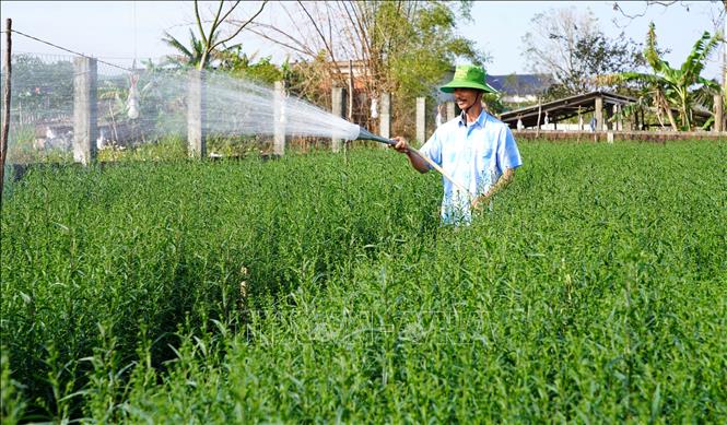 Ông Nguyễn Hữu Khiều, xã Lý Trạch chăm sóc những luống hoa trước khi xuất bán ra thị trường Tết. Ảnh: Thanh Thuỷ-TTXVN                                                              