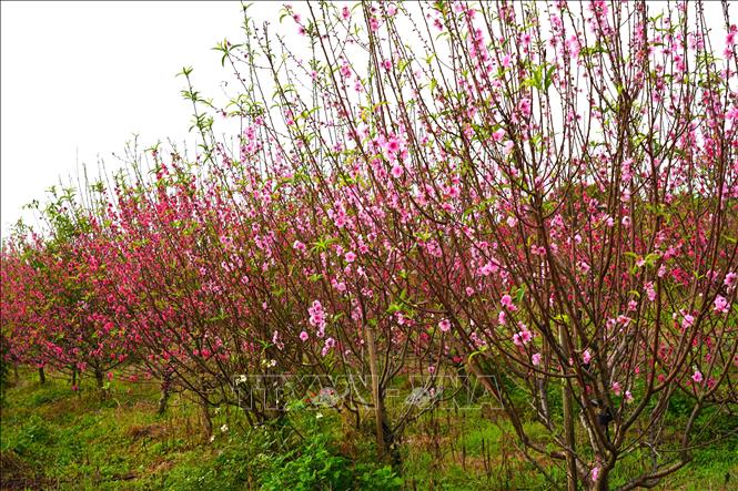 Một diện tích hoa đào nở sớm từ tháng Chạp, gây thất thu cho nhà vườn. Ảnh: Thanh Thuỷ-TTXVN                               