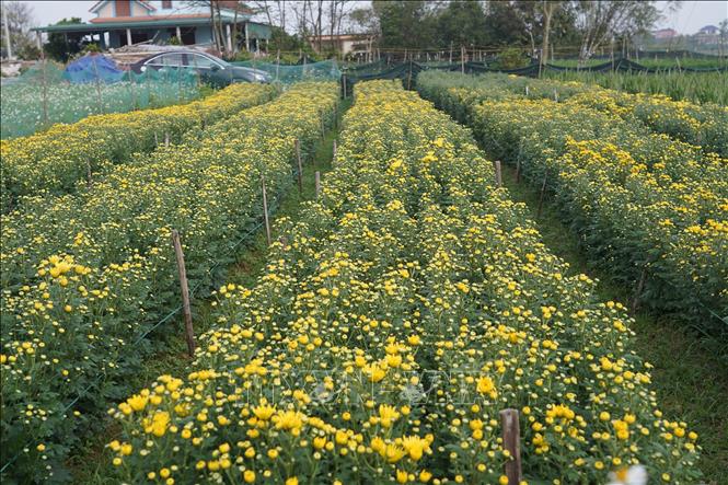 Theo UBND xã Nam Trạch, “thủ phủ” hoa Lý Trạch có gần 300 hộ với tổng diện tích 50 ha trồng hoa quanh năm. Ảnh: Thanh Thuỷ-TTXVN