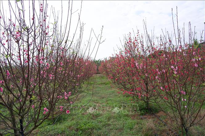Một diện tích hoa đào nở sớm từ tháng Chạp, gây thất thu cho nhà vườn ở Lý Trạch. Ảnh: Thanh Thuỷ-TTXVN                               
