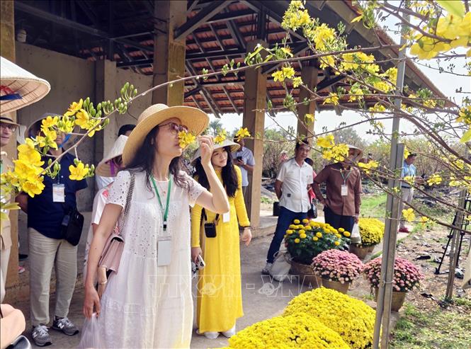 Cán bộ, nhân viên Tổng lãnh sự quán các nước tại Thành phố Hồ Chí Minh tham quan vườn Mai nở rộ đón Tết Bính Ngọ. Ảnh: Xuân Khu-TTXVN