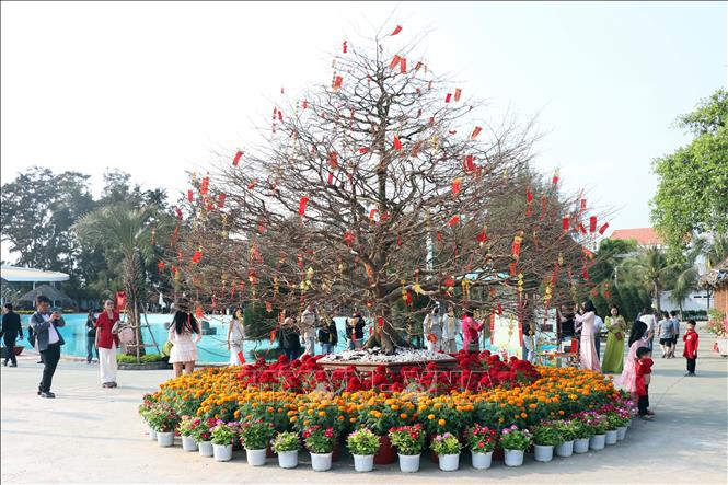 Tâm điểm của cung đường Xuân là cây mai Phú Quý cổ 150 tuổi được vận chuyển trực tiếp từ An Giang. Ảnh: Tiến Lực - TTXVN