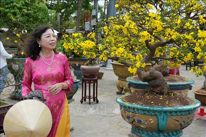 Du khách ngắm hoa Hoàng mai nở rực rỡ. Ảnh: Nguyên Lý - TTXVN 