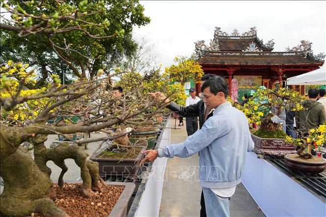 Du khách tham quan các chậu Hoàng mai tại di tích Nghênh Lương Đình – Phu Văn Lâu. Ảnh: Nguyên Lý - TTXVN