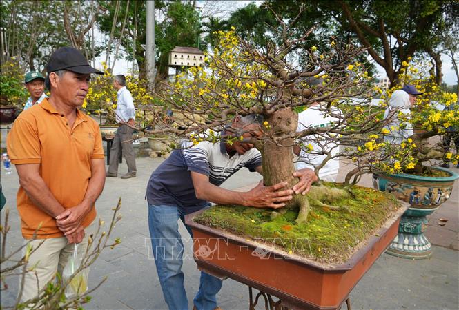 Mỗi tác phẩm là kết tinh của thời gian, tâm huyết và tài hoa của các nghệ nhân, nhà vườn đến từ các chi hội Hoàng mai thành phố Huế. Ảnh: Nguyên Lý - TTXVN 