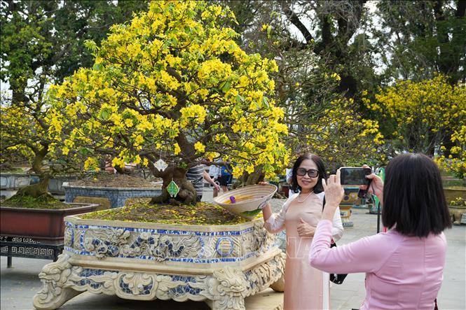 Du khách chụp hình lưu niệm bên những chậu Hoàng mai rực rỡ. Ảnh: Nguyên Lý - TTXVN 