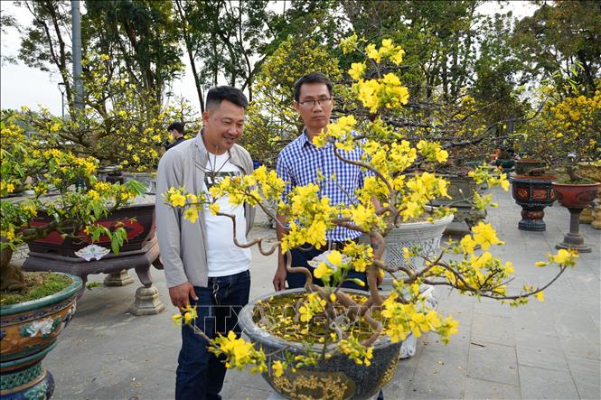Du khách thưởng ngoạn tác phẩm hoa Hoàng mai đặc sắc. Ảnh: Nguyên Lý - TTXVN