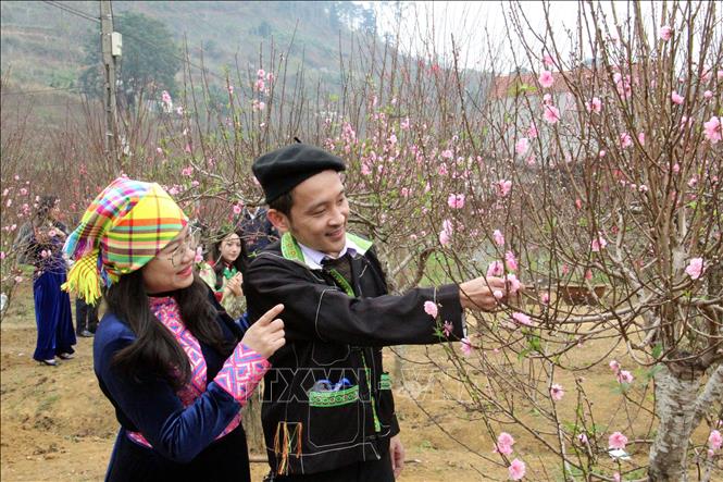 Thưởng thức hoa đào xứ Lạng. Ảnh: Văn Đạt-TTXVN