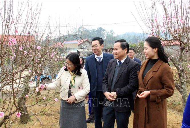 Thưởng ngoạn hoa đào xứ Lạng. Ảnh: Văn Đạt - TTXVN