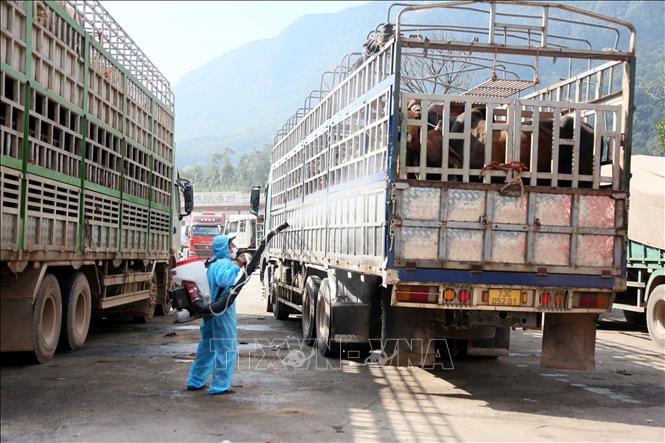 Công tác phun khử trùng, tiêu độc phương tiện vận chuyển động vật và sản phẩm động vật được siết chặt tại cửa khẩu quốc tế Cha Lo. Ảnh: Tá Chuyên - TTXVN