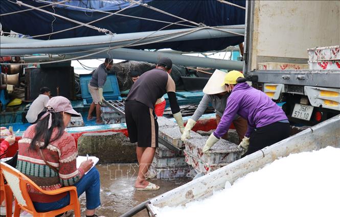 Ngư dân đánh bắt nhiều lộc biển dịp cuối năm. Ảnh: Tường Vi - TTXVN