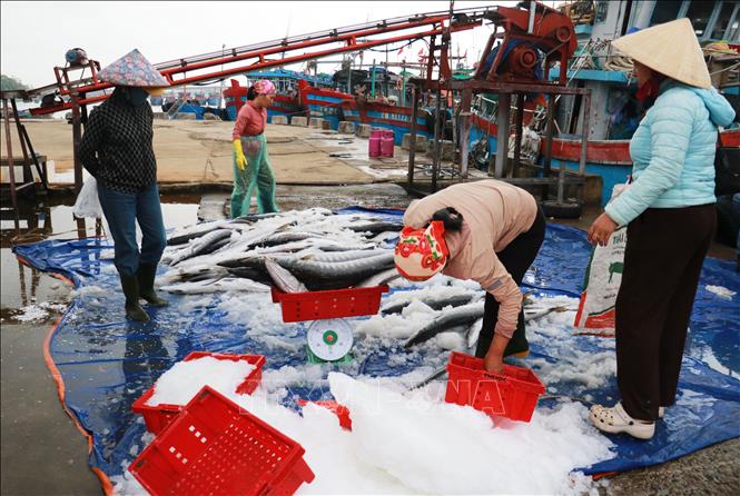 Ngư dân đánh bắt nhiều lộc biển dịp cuối năm. Ảnh: Tường Vi - TTXVN