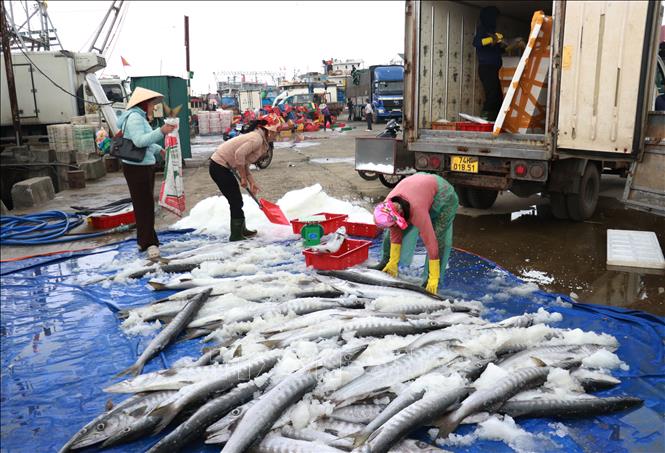 Chuẩn bị vận chuyển cá đi tiêu thụ các chợ đầu mối. Ảnh: Tường Vi - TTXVN