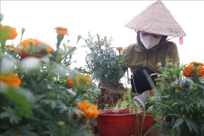 Người trồng hoa Dương Nỗ tất bật cho hoa vào chậu để cung ứng thị trường dịp Tết. Ảnh: Mai Trang - TTXVN