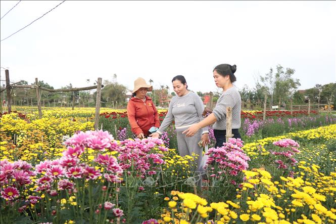 Du khách thích thú chọn lựa hoa Tết. Ảnh: Mai Trang - TTXVN