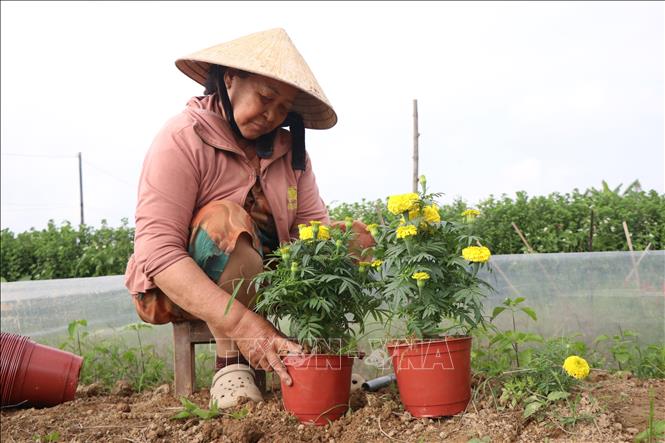 Người trồng hoa Dương Nỗ tất bật cho hoa vào chậu để cung ứng thị trường dịp Tết. Ảnh: Mai Trang - TTXVN